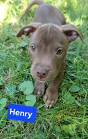 Henry, a male American Pit Bull Terrier for sale in Fort Wayne, IN – 1 of 1