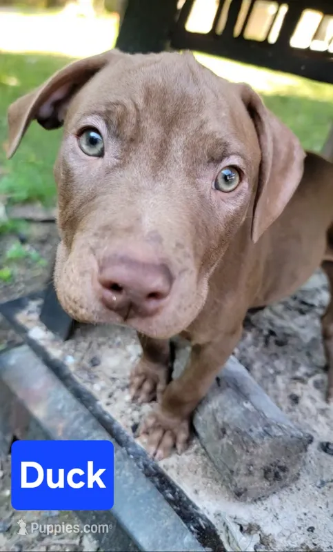 Duck – American Pit Bull Terrier puppy for sale in Fort Wayne, IN