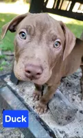 Duck, a male American Pit Bull Terrier for sale in Fort Wayne, IN – 1 of 1