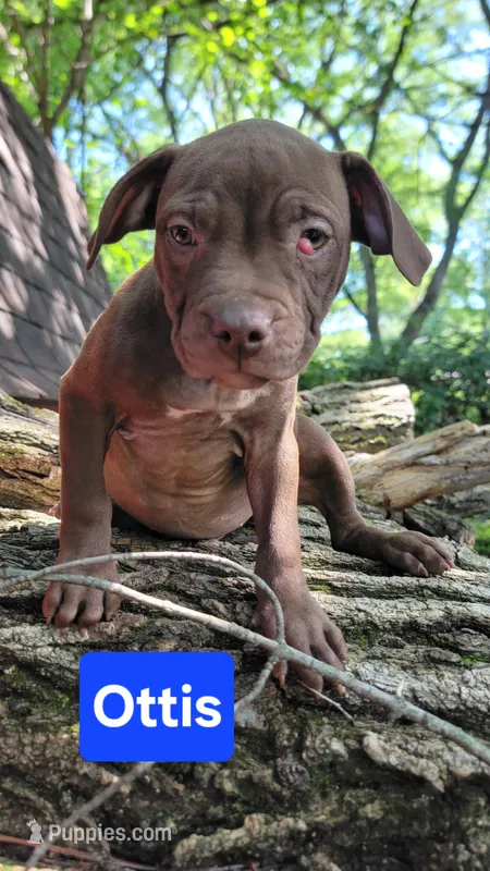 Ottis – American Pit Bull Terrier puppy for sale in Fort Wayne, IN