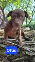 Ottis, a male American Pit Bull Terrier for sale in Fort Wayne, IN – 1 of 1