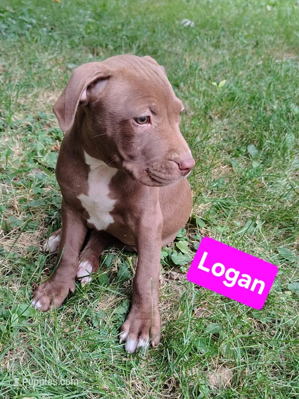 Logan – American Pit Bull Terrier puppy for sale in Fort Wayne, IN