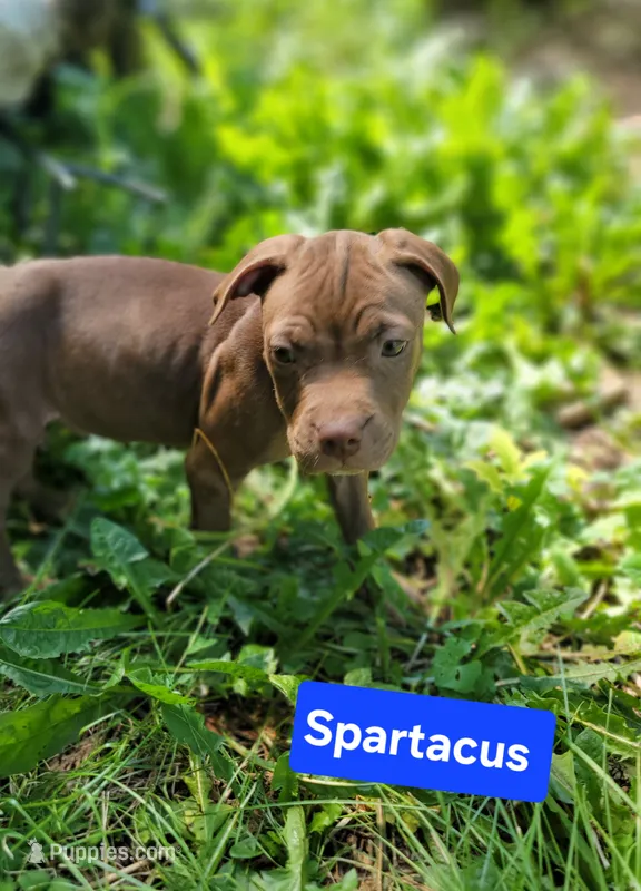 Spartacus  – American Pit Bull Terrier puppy for sale in Fort Wayne, IN