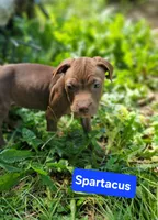 Spartacus , a male American Pit Bull Terrier for sale in Fort Wayne, IN – 1 of 1