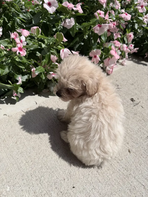 Kittie – Maltipoo puppy for sale in Mount Vernon, IL