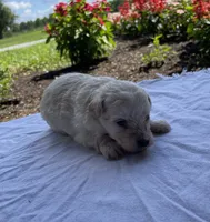 Kirby, a male Maltipoo for sale in Mount Vernon, IL – 2 of 2