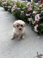 Kirby, a male Maltipoo for sale in Mount Vernon, IL – 3 of 7