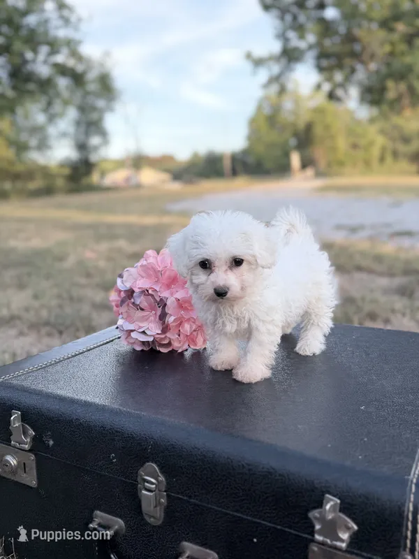 Meadow – Bichon Frise puppy for sale in Mount Vernon, IL