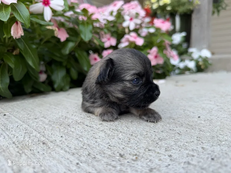 Lance – Chihuahua puppy for sale in Mount Vernon, IL