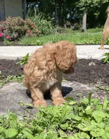 Hunter, a male Cavapoo for sale in Mount Vernon, IL – 2 of 3