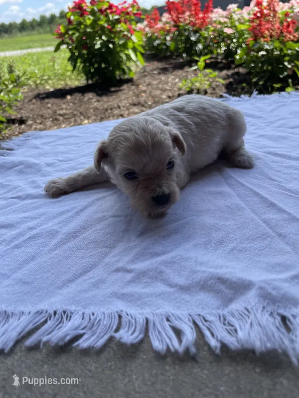 Kip – Maltipoo puppy for sale in Mount Vernon, IL