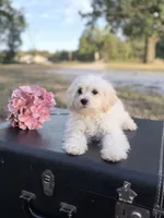 Kaiser, a male Maltipoo for sale in Mount Vernon, IL – 3 of 9