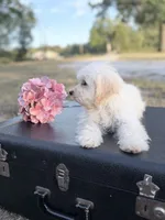 Kaiser, a male Maltipoo for sale in Mount Vernon, IL – 2 of 9