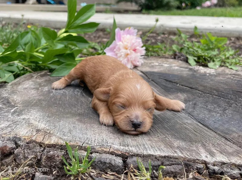 Hunter – Cavapoo puppy for sale in Mount Vernon, IL