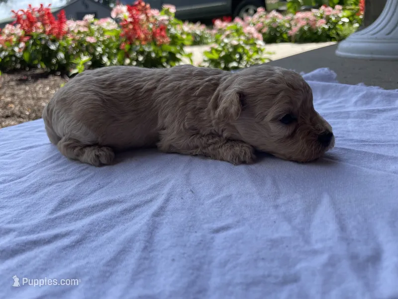 Katie – Maltipoo puppy for sale in Mount Vernon, IL