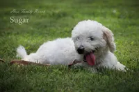 Montey, a male Bichon Frise for sale in Mount Vernon, IL – 3 of 4
