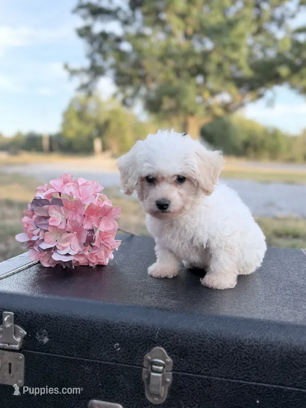 Misty – Bichon Frise puppy for sale in Mount Vernon, IL