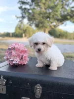 Misty, a female Bichon Frise for sale in Mount Vernon, IL – 1 of 3