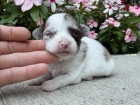 Luna, a female Chihuahua for sale in Mount Vernon, IL – 2 of 7