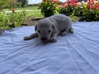 Kaiser, a male Maltipoo for sale in Mount Vernon, IL – 1 of 1