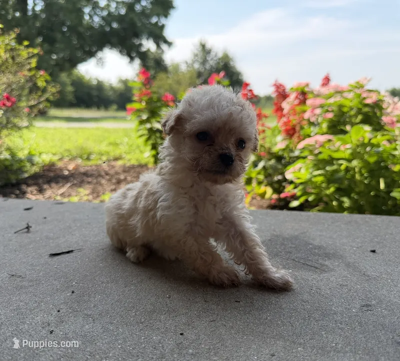 Kennie – Maltipoo puppy for sale in Mount Vernon, IL