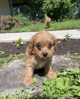 Hunter, a male Cavapoo for sale in Mount Vernon, IL – 1 of 3