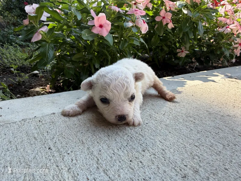 Molly – Bichon Frise puppy for sale in Mount Vernon, IL