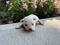 Molly, a female Bichon Frise for sale in Mount Vernon, IL – 1 of 4