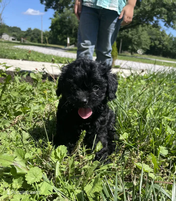 Skye – Cavapoo puppy for sale in Mount Vernon, IL