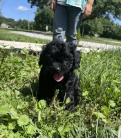 Skye, a female Cavapoo for sale in Mount Vernon, IL – 1 of 3