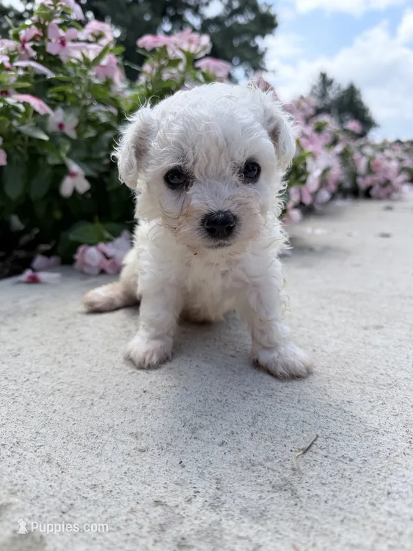 Montey – Bichon Frise puppy for sale in Mount Vernon, IL