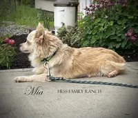 Lance, a male Chihuahua for sale in Mount Vernon, IL – 7 of 7