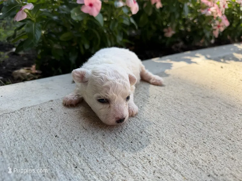 Montey – Bichon Frise puppy for sale in Mount Vernon, IL