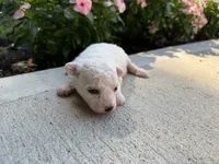 Montey, a male Bichon Frise for sale in Mount Vernon, IL – 1 of 4