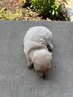 Kirby, a male Maltipoo for sale in Mount Vernon, IL – 5 of 7