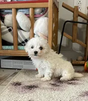 Abby, a female Bichon Frise for sale in Mount Vernon, IL – Photo 5 of 5