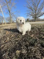 Abby, a female Bichon Frise for sale in Mount Vernon, IL – Photo 2 of 5