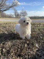 Abby, a female Bichon Frise for sale in Mount Vernon, IL – Photo 1 of 5