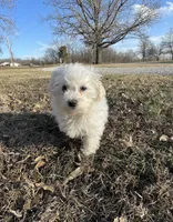 Abby, a female Bichon Frise for sale in Mount Vernon, IL – Photo 3 of 5