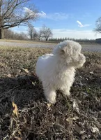 Abby, a female Bichon Frise for sale in Mount Vernon, IL – Photo 4 of 5