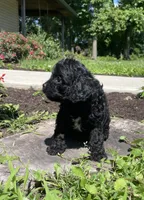 Jackson, a male Cavapoo for sale in Mount Vernon, IL – 2 of 3