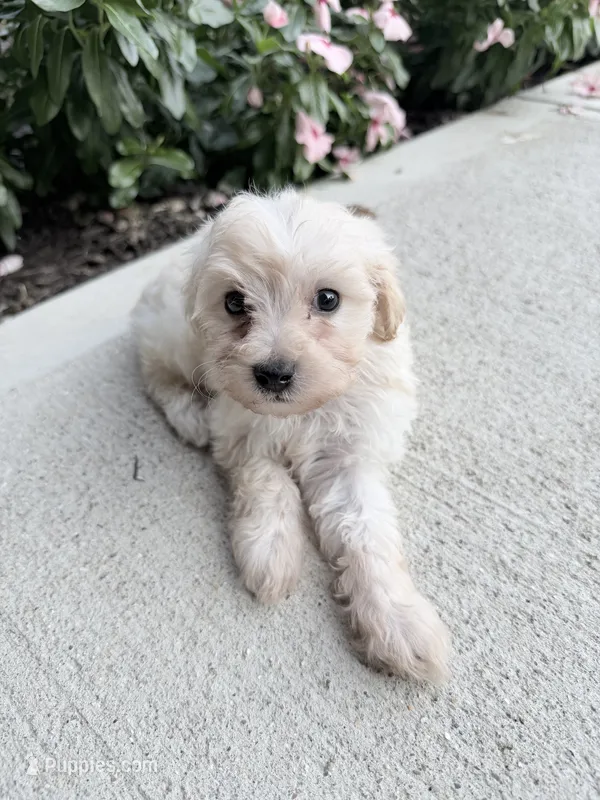 Kaiser – Maltipoo puppy for sale in Mount Vernon, IL