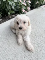 Kaiser, a male Maltipoo for sale in Mount Vernon, IL – 2 of 6