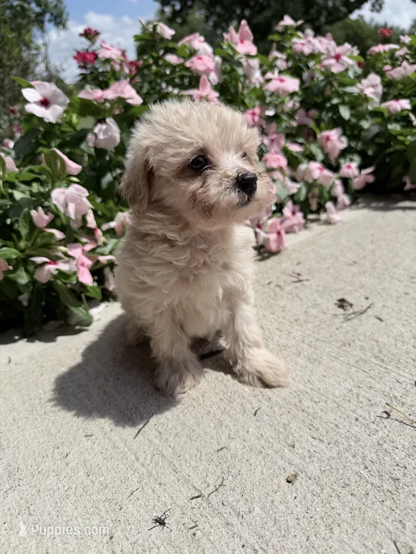 Kip – Maltipoo puppy for sale in Mount Vernon, IL