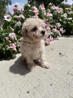 Kip, a male Maltipoo for sale in Mount Vernon, IL – 1 of 7