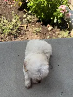 Kip, a male Maltipoo for sale in Mount Vernon, IL – 5 of 7