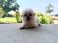 Kip, a male Maltipoo for sale in Mount Vernon, IL – 4 of 7