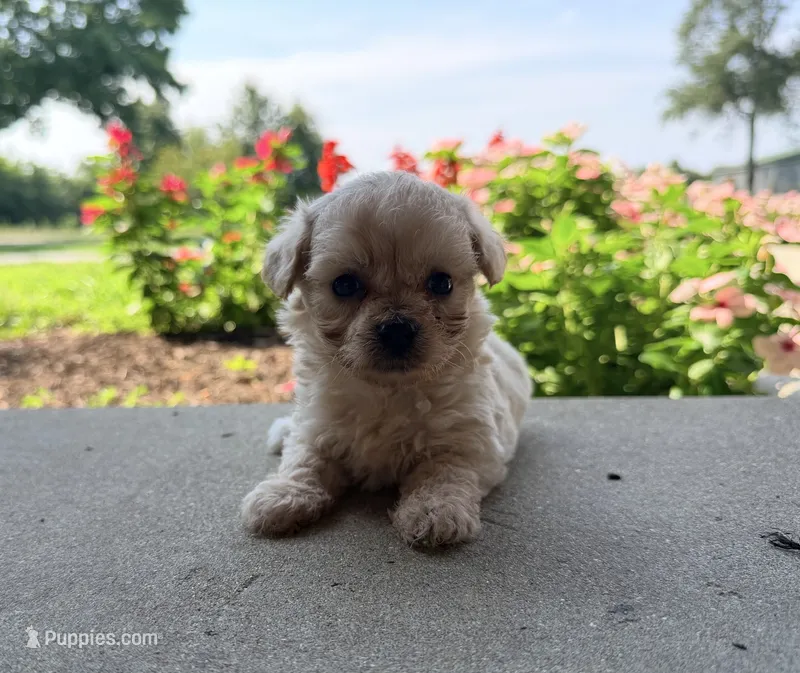 Kaiser – Maltipoo puppy for sale in Mount Vernon, IL