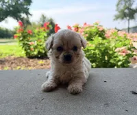 Kaiser, a male Maltipoo for sale in Mount Vernon, IL – 4 of 6