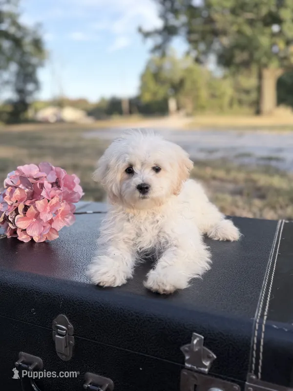 Kaiser – Maltipoo puppy for sale in Mount Vernon, IL